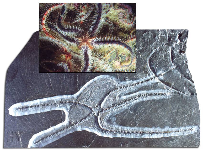 brittlestar, fossil