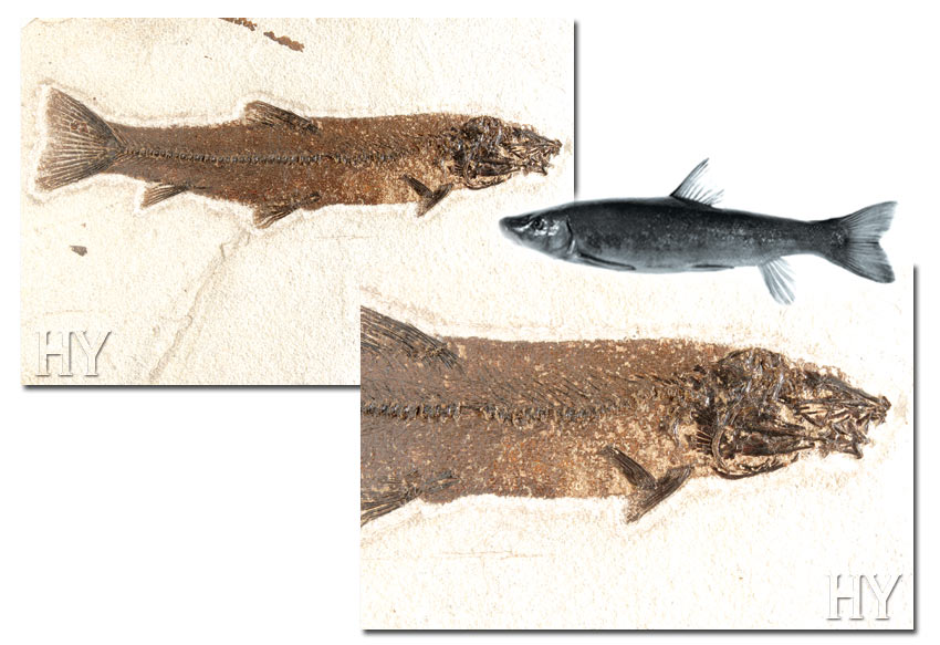 sucker fish, Catostomidae, fossil
