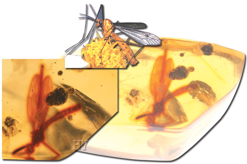 craneflies, cranefly, fossil, amber