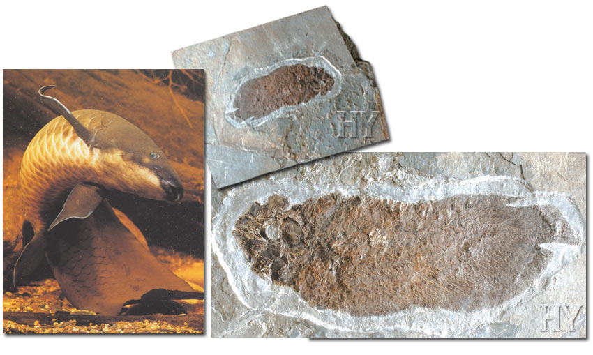 lungfish, fossil