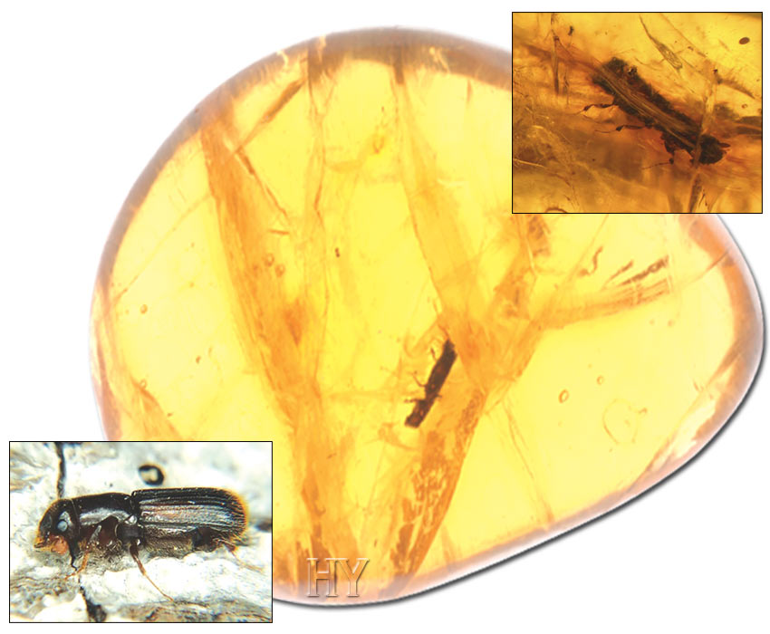 pinhole borer beetle, fossil