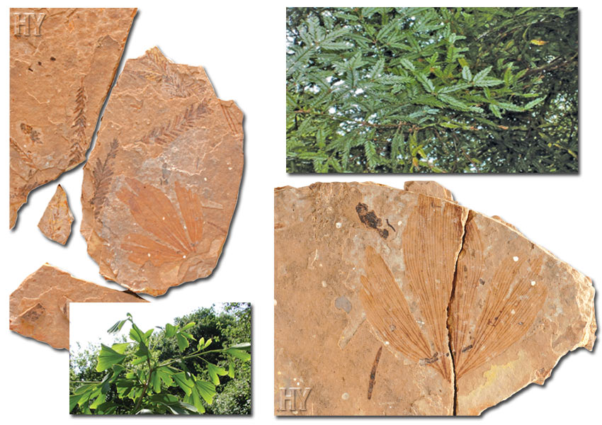 ginkgo, tree, fossil, sequoia