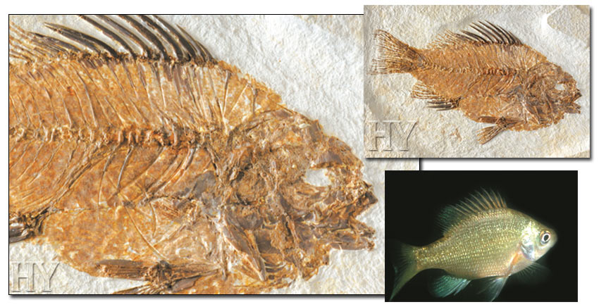 fossil, structure of sunfish, sunfish