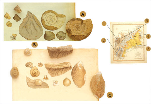 Primjer datiranja fosila