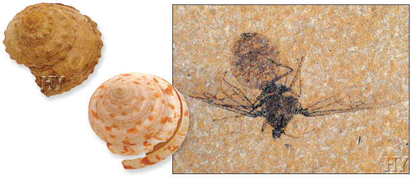 fossil, Cambrian, Jurassic, Period