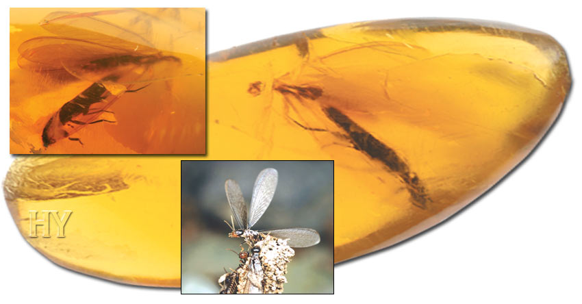 winged termite, amber, fossil