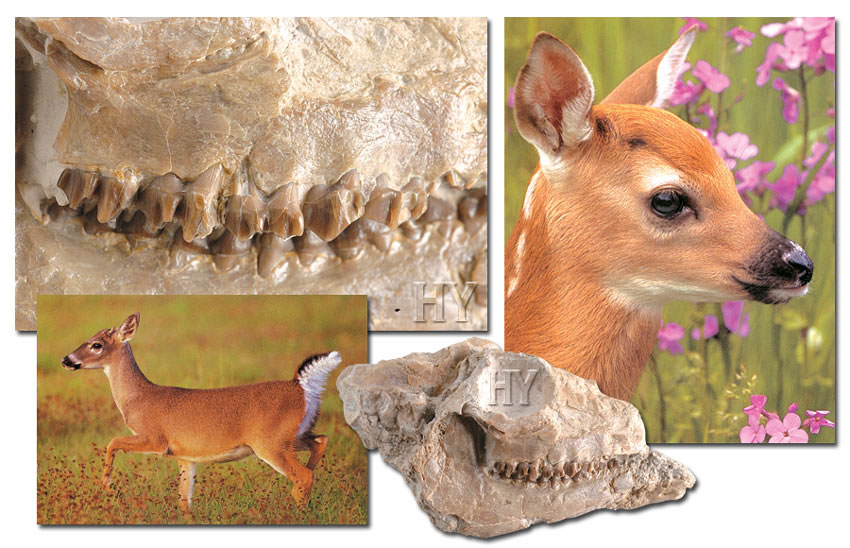 deer, skull, fossil