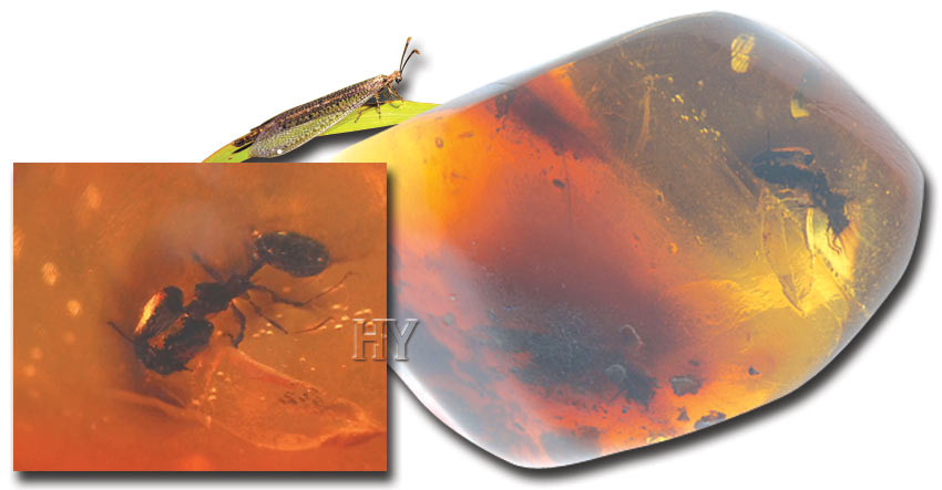 ant lion, amber, fossil