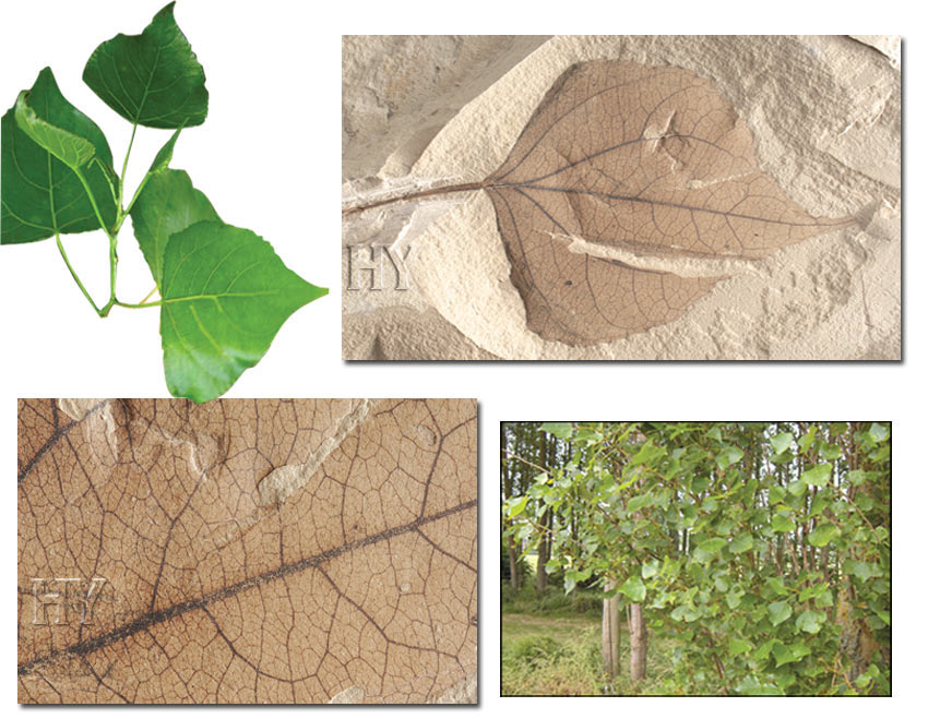 poplar leaf fossil