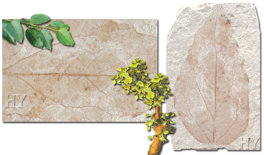 poplar leaf, fossil