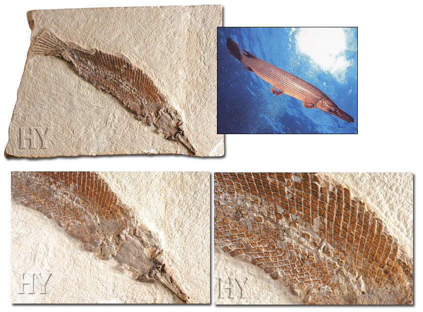 Kemikli Turna Balığı ve fosili