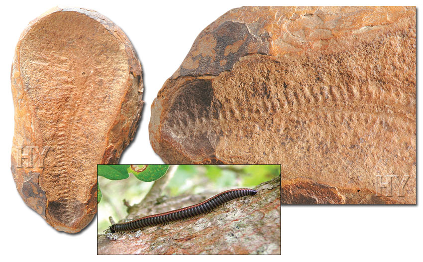 millipedes, fossil, millipede