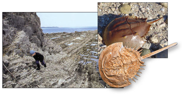 Cambrian, Newfoundland, Ordovician, Period, horseshoe crab