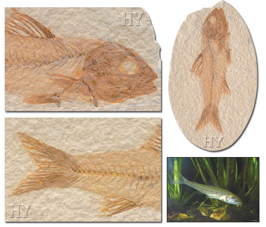 trout-perch, fossil