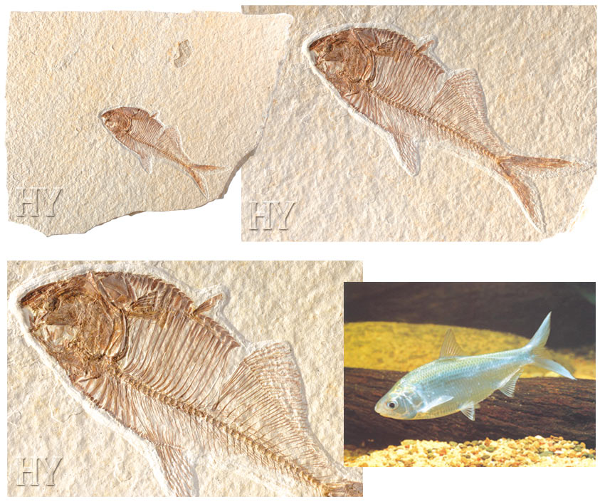 Ringa balığı ve fosili