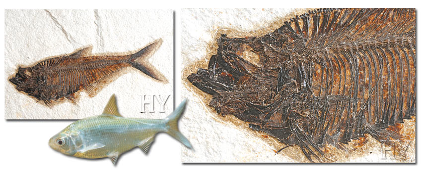 ringa balığı ve fosil