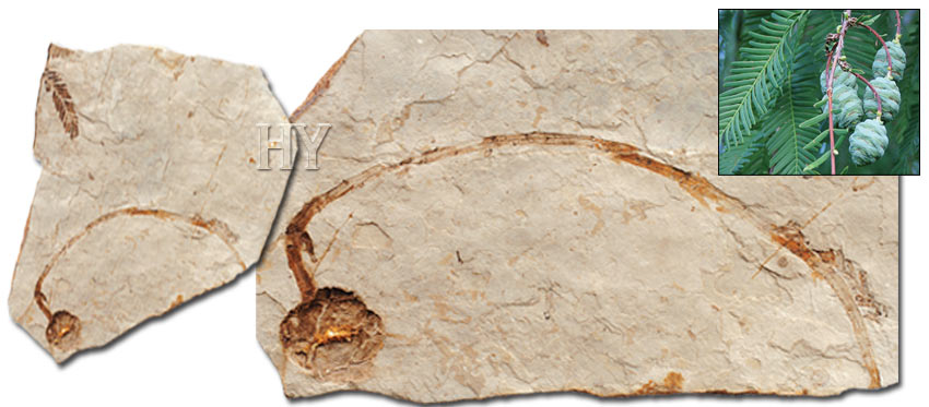 sekoya kozalağı ve fosili