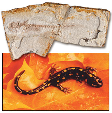 salamander, fossil