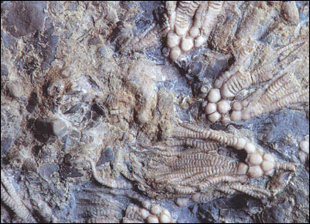 Silurian, Period, Crinoid