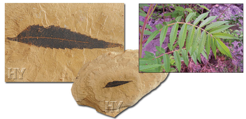 fossil, sumac leaf