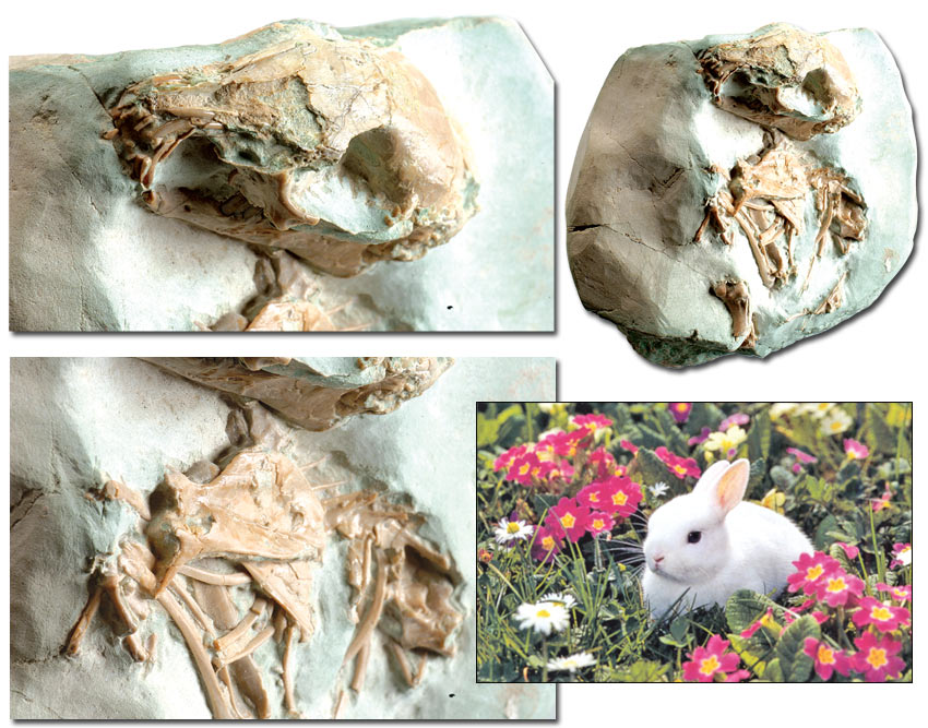 juvenile, rabbit, fossil