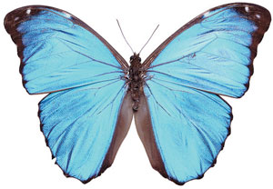 mavi kelebek