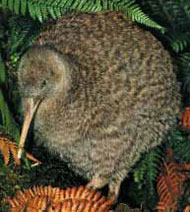 kiwi kuşu