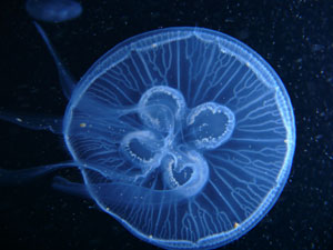denizanası