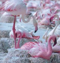flamingo yuvası