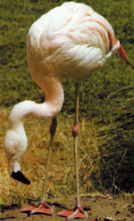 perde ayaklı flamingolar