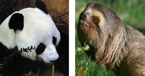 panda ve sloth