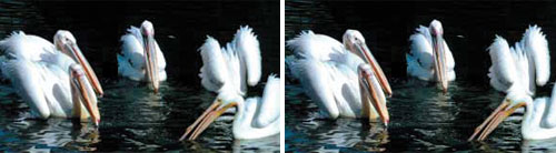 beyaz pelikan