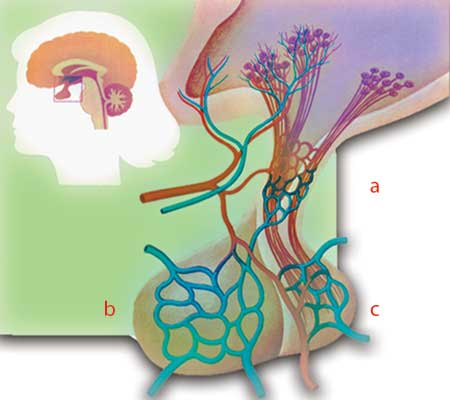 hipotalamus