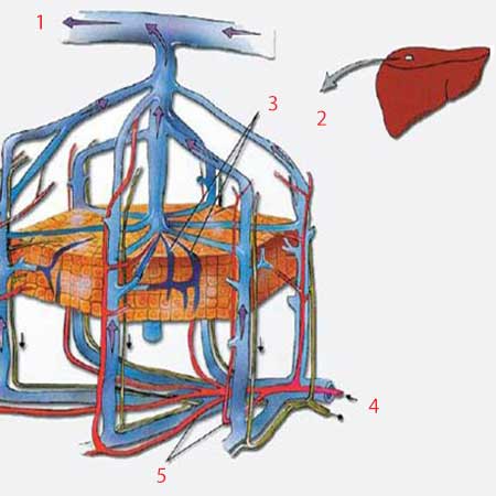 hipotalamus