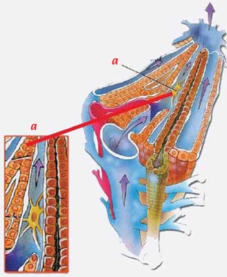 hipotalamus