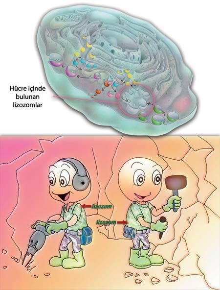 hipotalamus