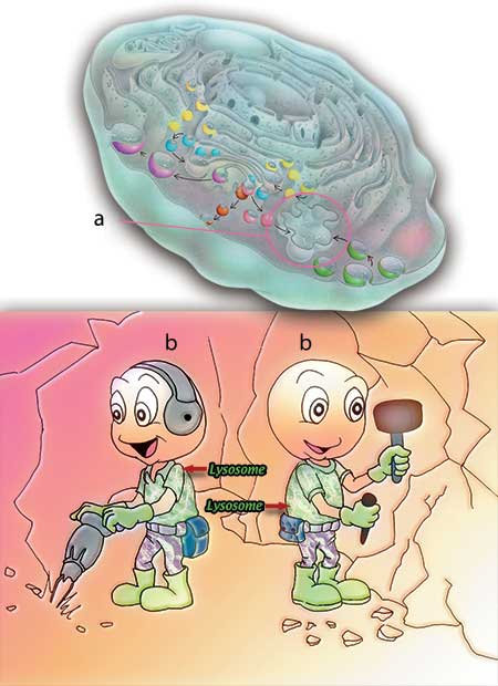 hipotalamus