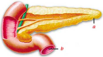 hipotalamus