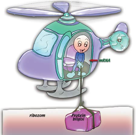 hipotalamus