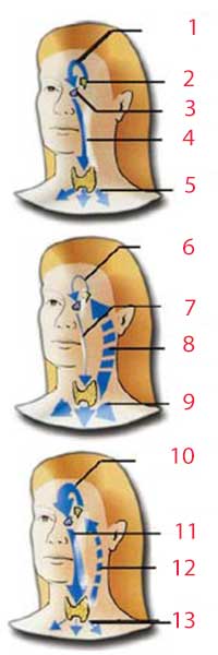 hipotalamus