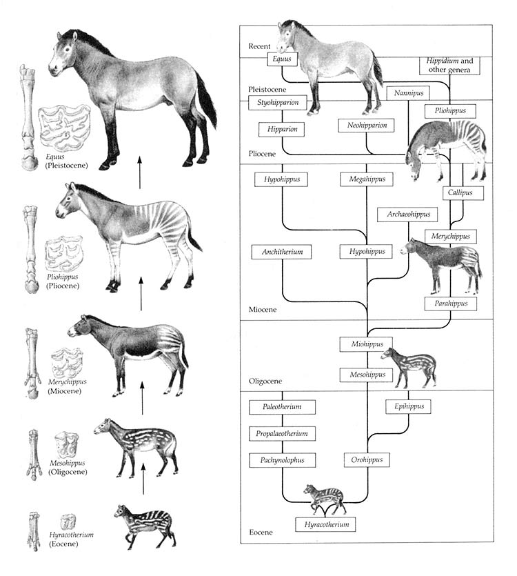 atın sözde evrimi şeması