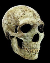 Neandertal kafatası