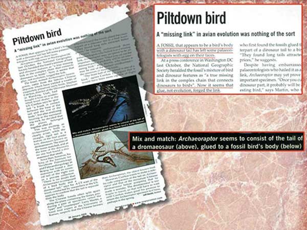 Plitdown kuşu