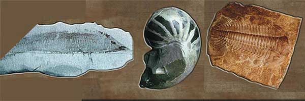 kambriyen fosilleri