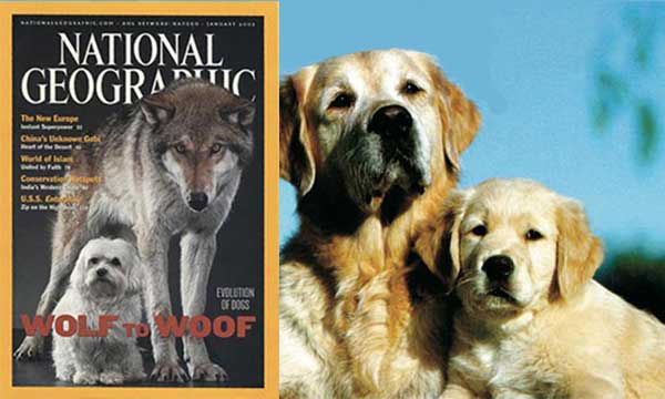 National Geographic - Köpeklerin evrimi yanılgısı