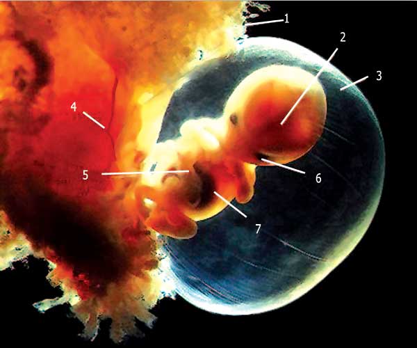 embriyo gelişimi
