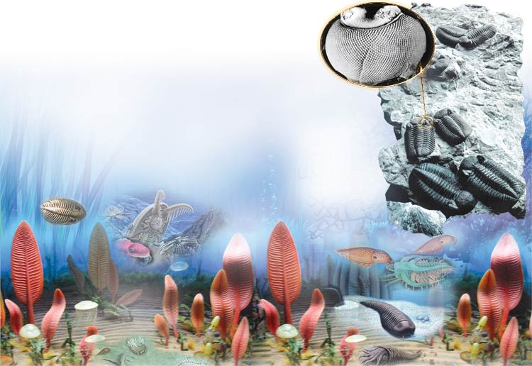 Cambrian fossils, trilobite