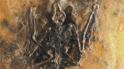yarasa, yarasa fosili