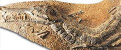 timsah, timsah fosili