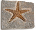 deniz yıldızı, deniz yıldızı fosili